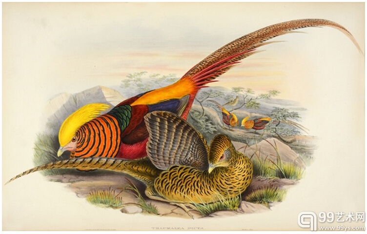9.锦鸡（Thaumalea picta-golden pheasant）