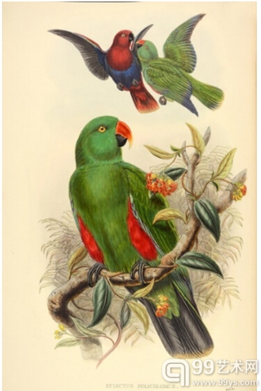 10.新几内亚的红边折衷鹦鹉（Eclectus polchlorus–New Guinea red-sided eclectus parrot）