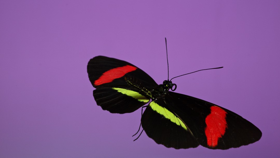 Andrea Galvani © The Void Migrates to the Surface_2025_Video Still