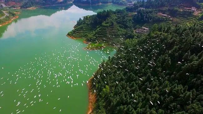 营盘圩乡是江西省海拔最高的乡镇，是迁徙候鸟跨越湘赣两省的千年鸟道