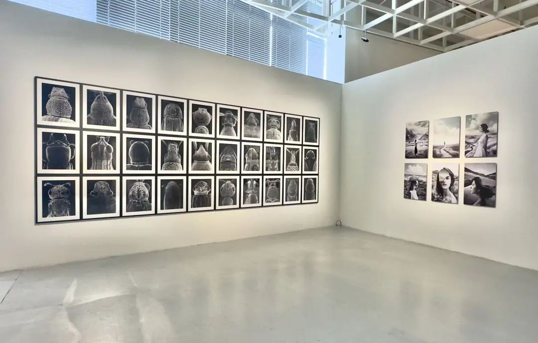 克劳迪亚&middot;费坎泊作品