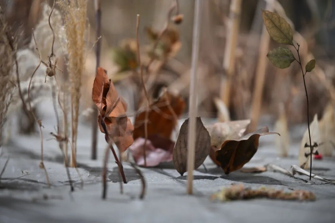 尹秀珍（中国） 《种植》（Plant），1997-2026