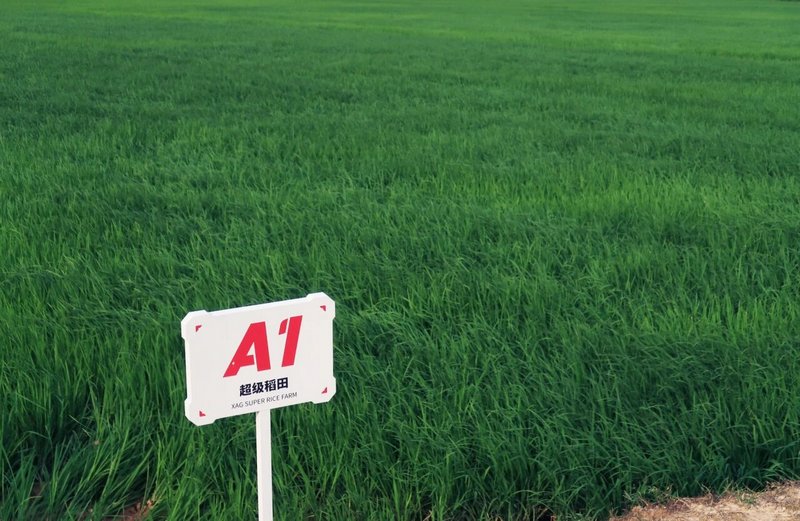 曹斐Prada基金会个展&ldquo;超级农场&rdquo;