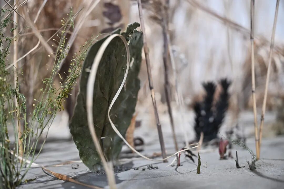尹秀珍（中国） 《种植》（Plant），1997-2026
