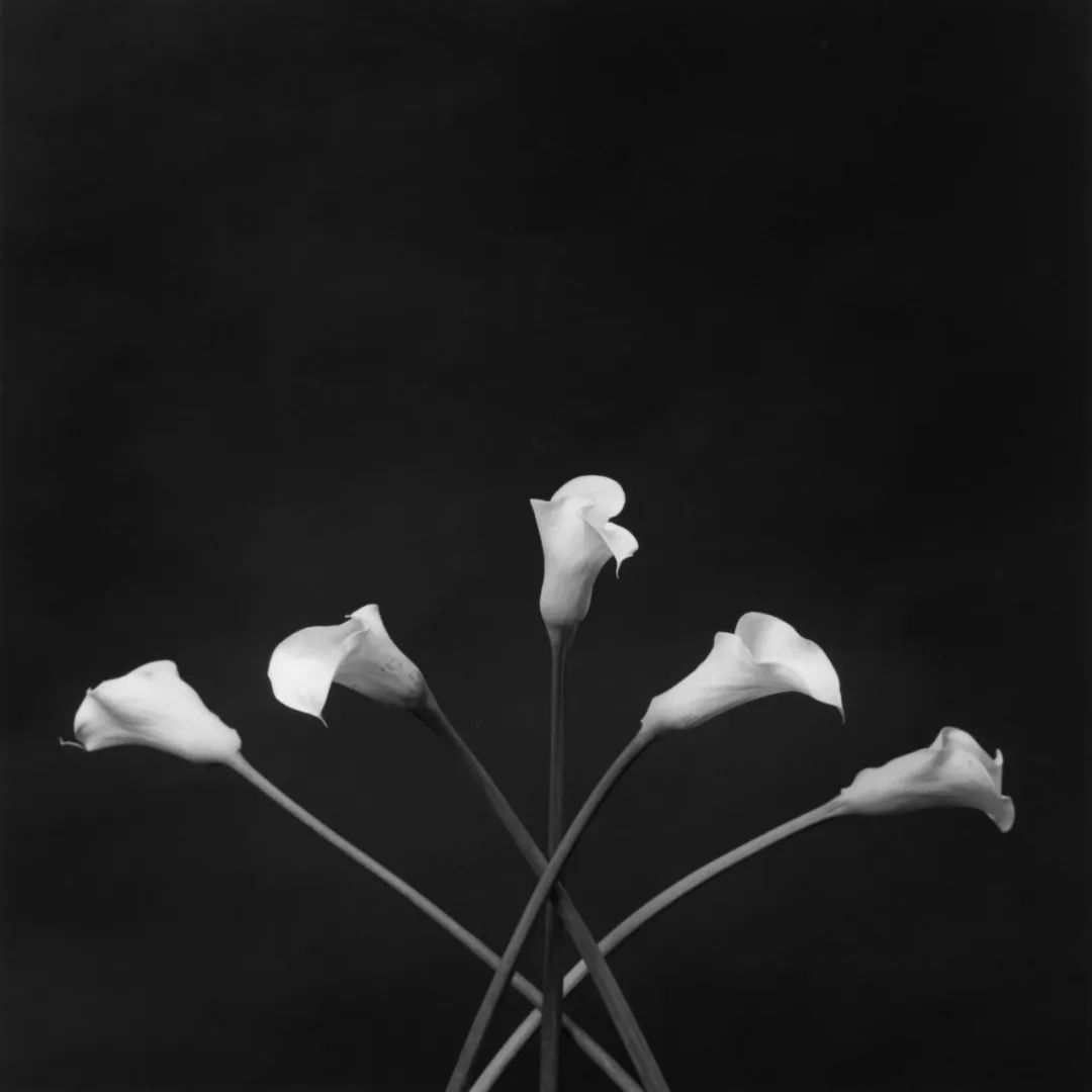 罗伯特·梅普尔索普，《马蹄莲》（Calla Lilies）, 1983© Robert Mapplethorpe Foundation