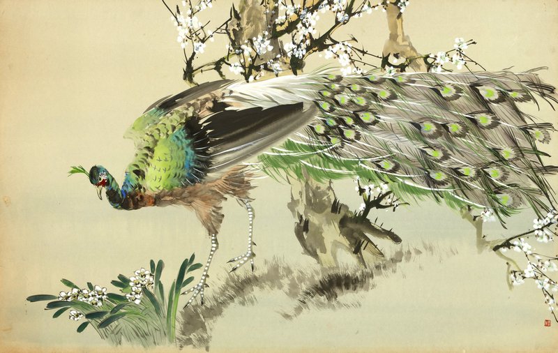 《孔雀》&nbsp; 71 &times; 112 cm&nbsp; 纸本&nbsp; 浙江美术馆藏