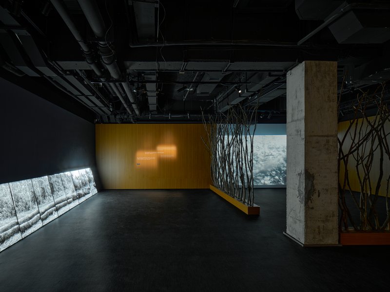 赵仁辉个展《试着记住一棵树》现场图