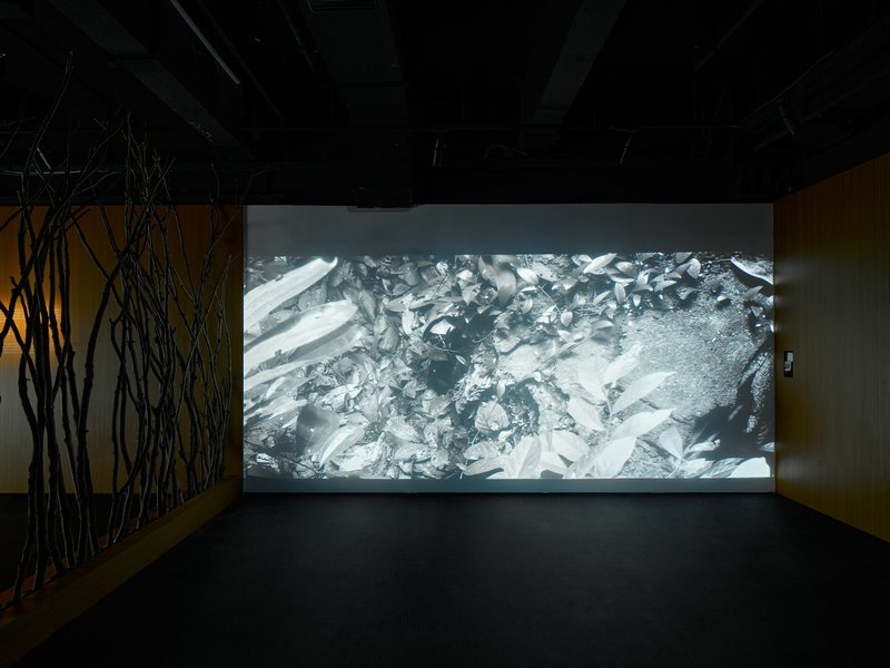 赵仁辉个展《试着记住一棵树》现场图