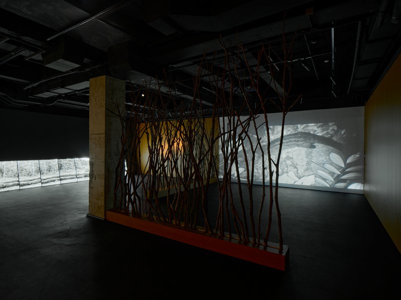 赵仁辉个展《试着记住一棵树》现场图
