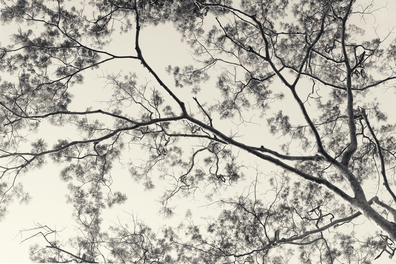 《每棵树都是自己的宇宙-4》Every Tree is its Own Universe