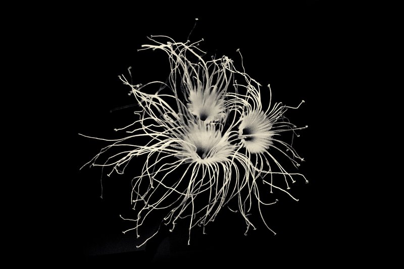 《每棵树都是自己的宇宙-3》Every Tree is its Own Universe