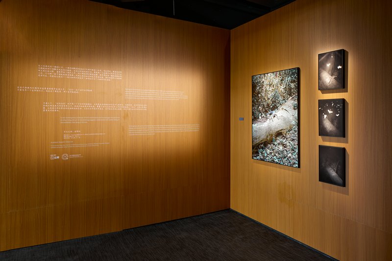 赵仁辉个展《试着记住一棵树》现场图